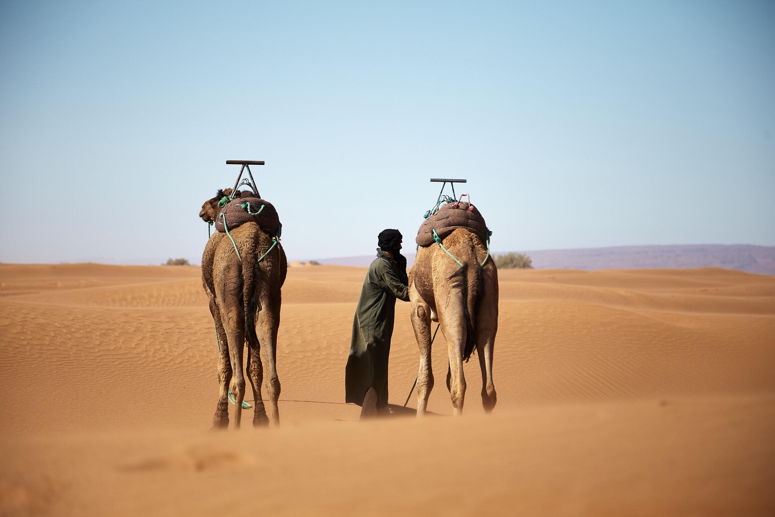A guide leading two loaded camels across the dunes of the Sahara Desert near Merzouga